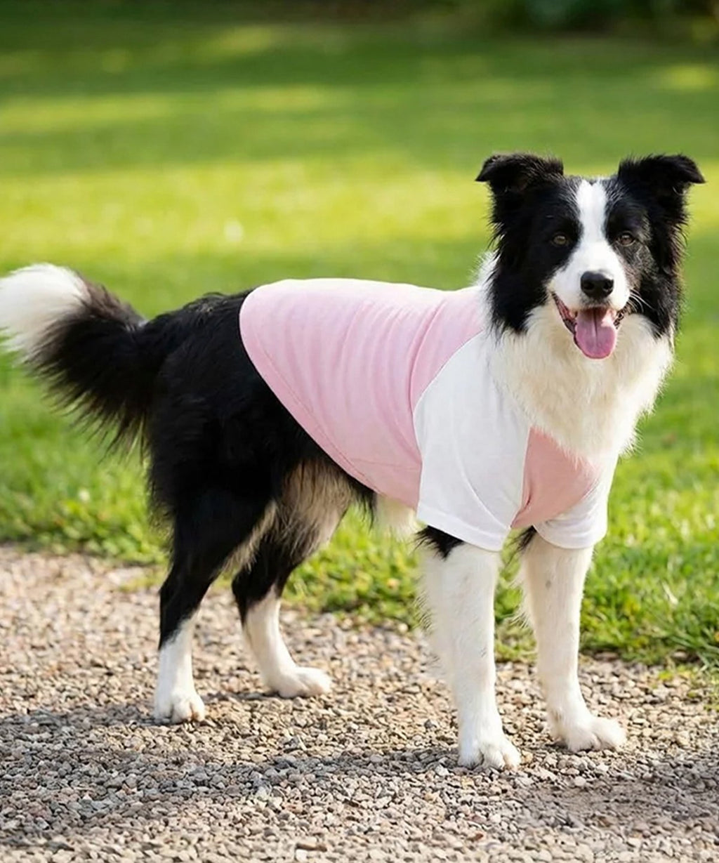 Dog’s raglan t-shirt