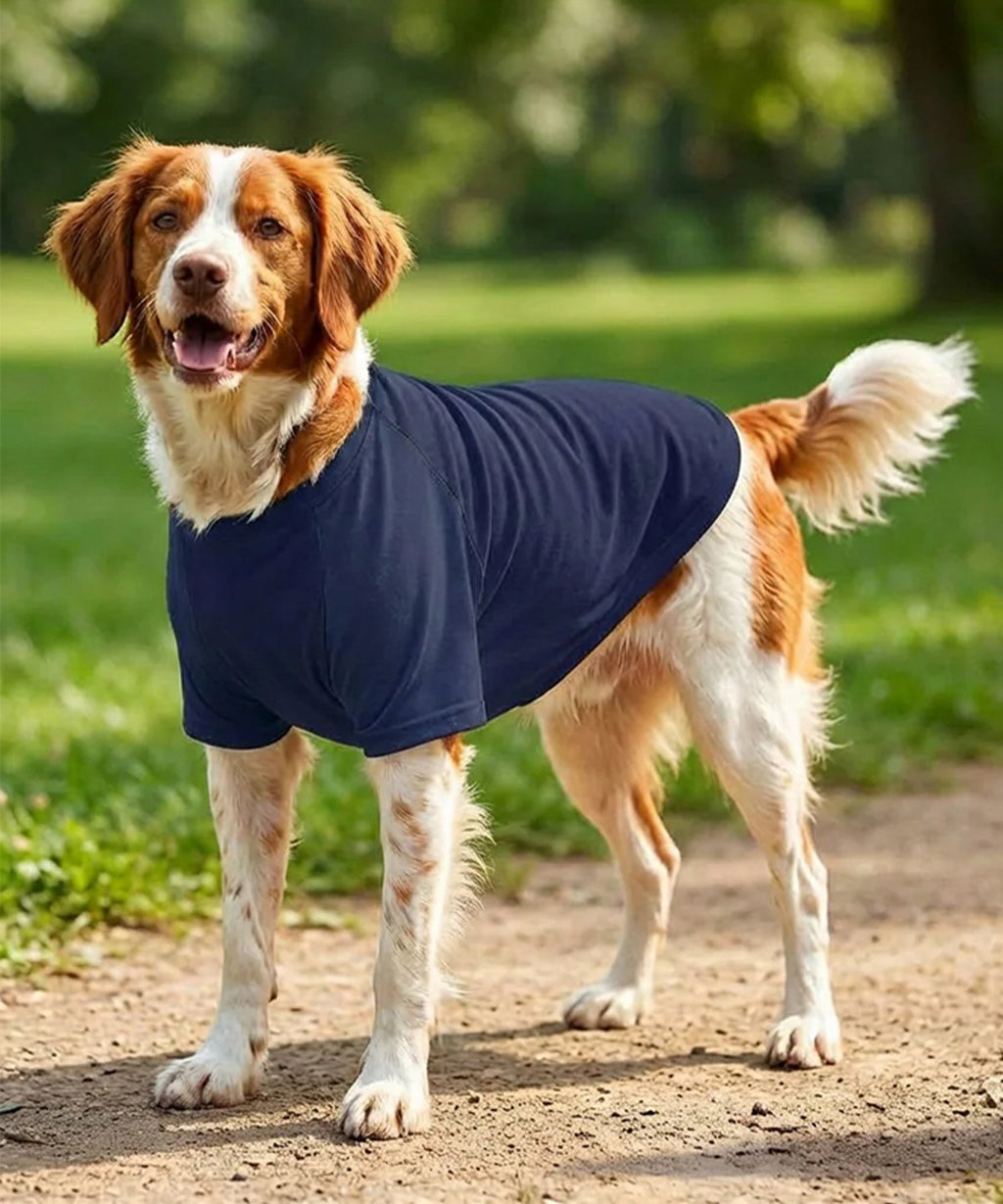 Dog’s raglan t-shirt