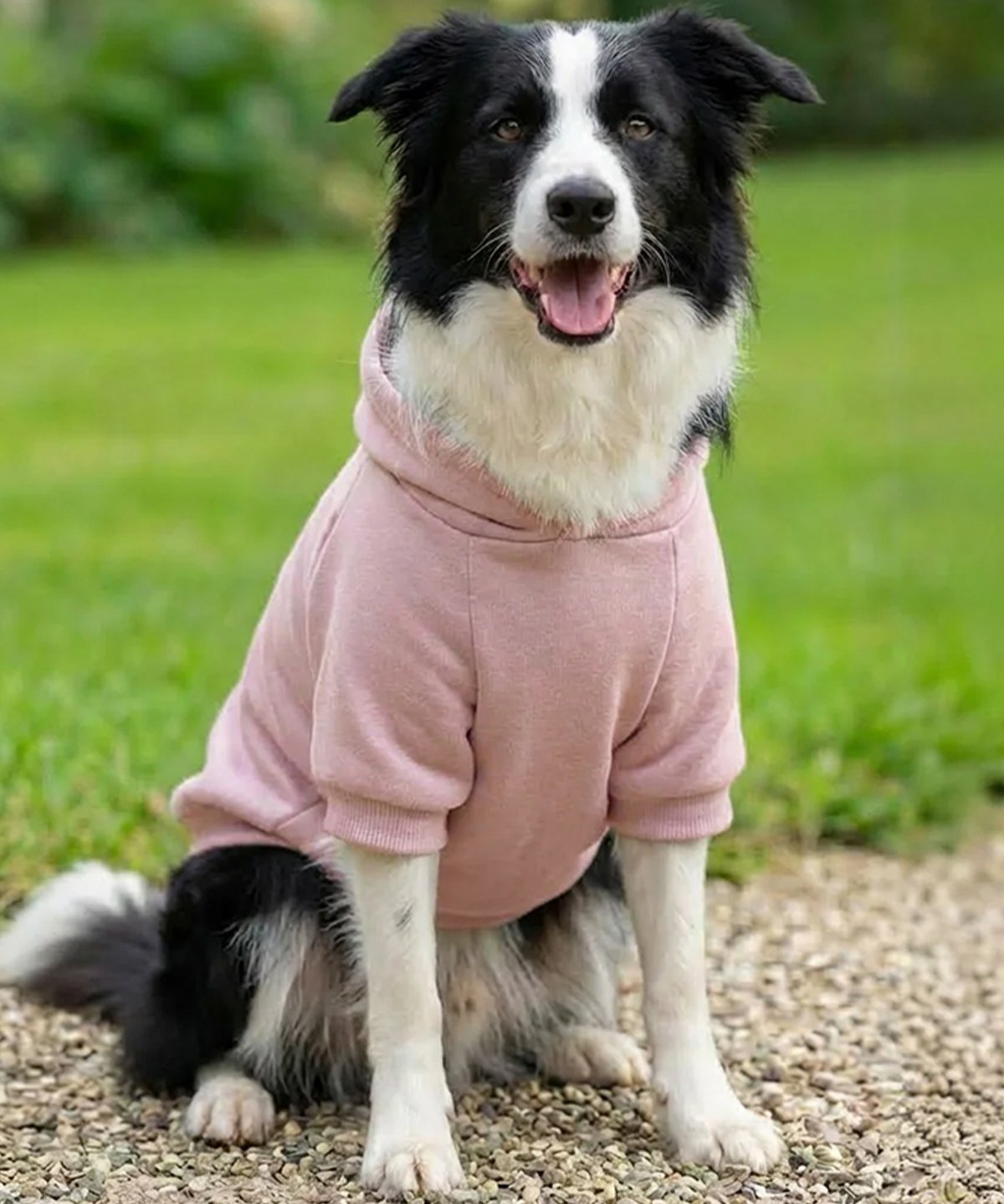 Dog’s hoodie