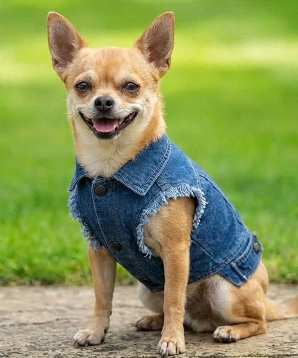 Dog’s denim jacket