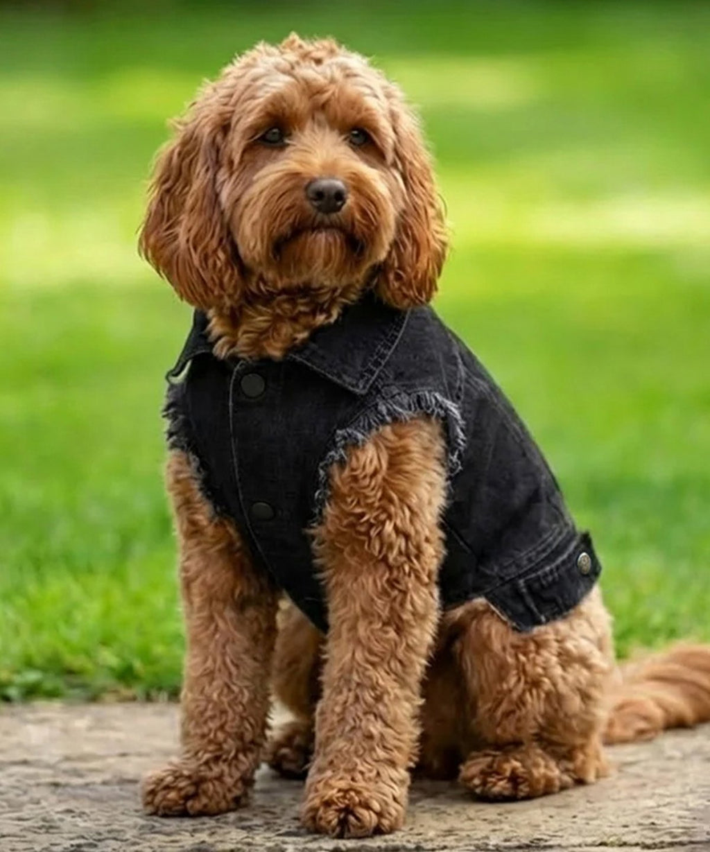 Dog’s denim jacket