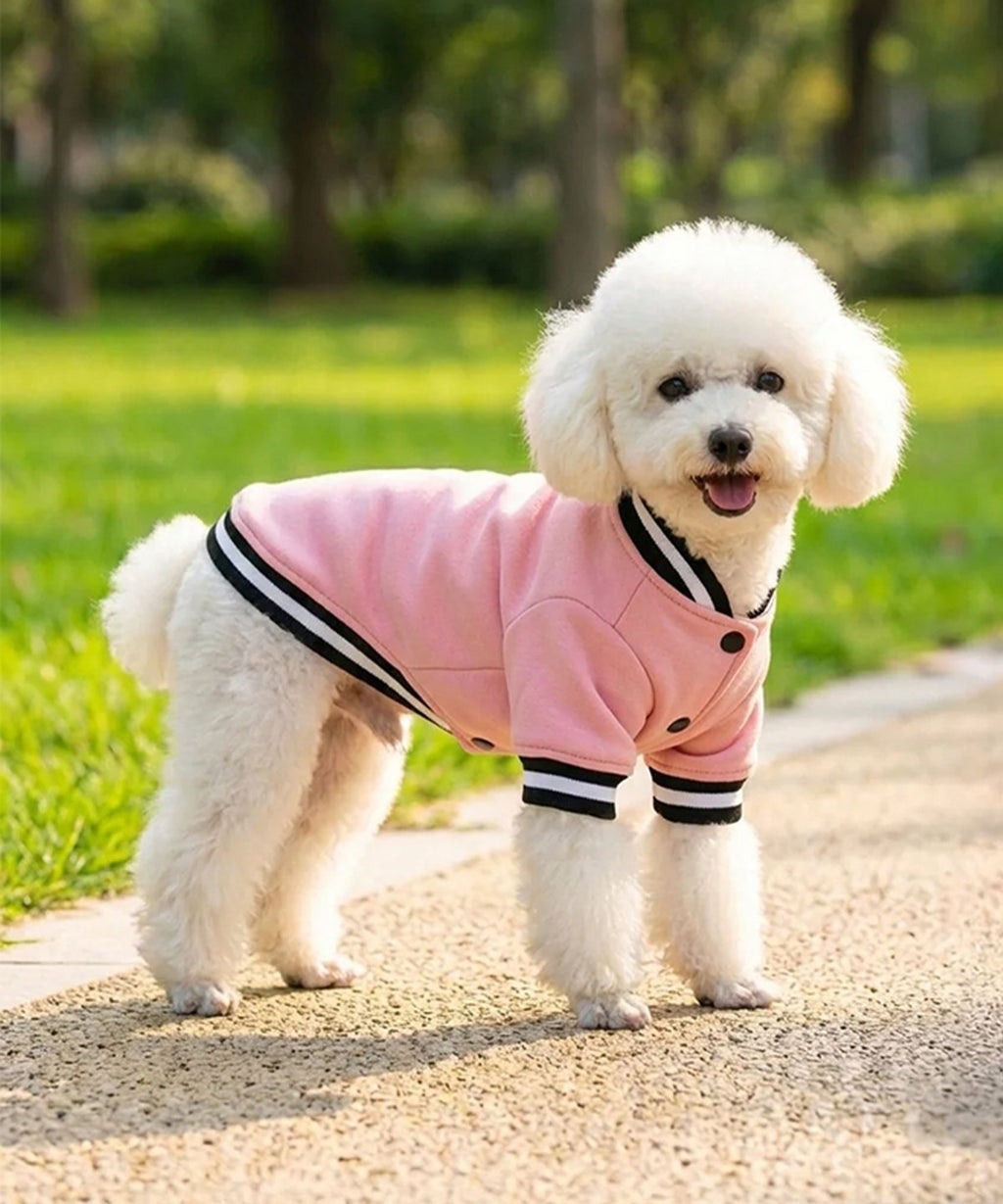 Dog’s varsity jacket